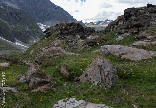 Natural variety found in an Alpine valley. Europe. They were mainly taken in the Gran Paradiso valley, Italy. They were taken during a 7-day hike. From 1800 to 3100 meters altitude. 