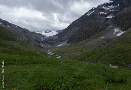 Natural variety found in an Alpine valley. Europe. They were mainly taken in the Gran Paradiso valley, Italy. They were taken during a 7-day hike. From 1800 to 3100 meters altitude. 