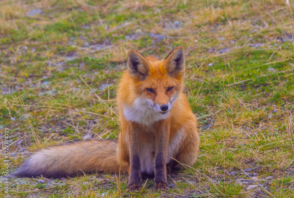 Fototapeta premium A fox (Vulpes vulpes) looking at the camera