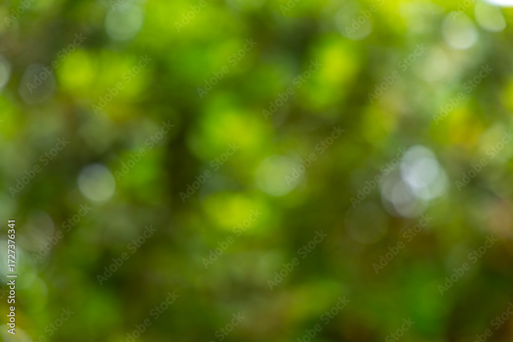 Fototapeta premium Soft Focus Green Foliage Background with Natural Bokeh Light