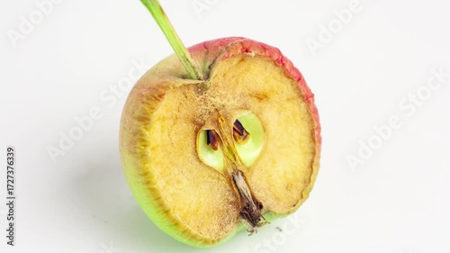 Rotting, decomposing apples on a gray background