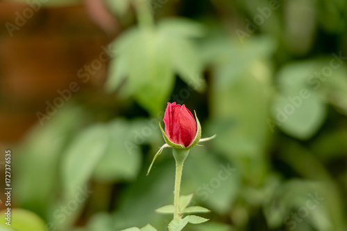 Vibrant Red Rosebud Emerging in a Green Garden