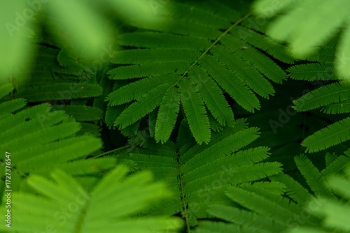 Lush Green Mimosa Leaves: Nature's Intricate Botanical Pattern Background