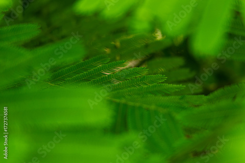 Vibrant Green Foliage: Detailed View of Delicate Plant Leaves with Soft Bokeh
