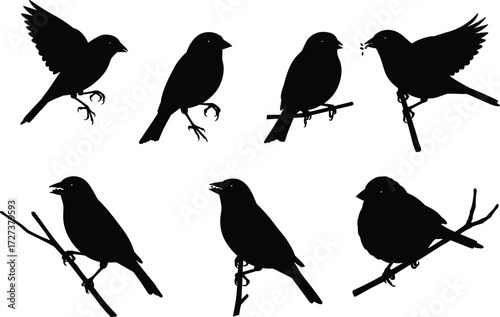 Bird silhouettes vector set, perched birds, flying birds, feeding birds, black bird shapes, wildlife clipart, nature illustration, animal design elements