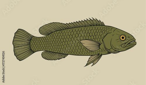 Illustration of a Snakehead Fish (Channa striata)