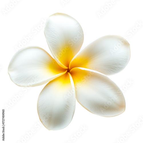 White frangipani flower isolated