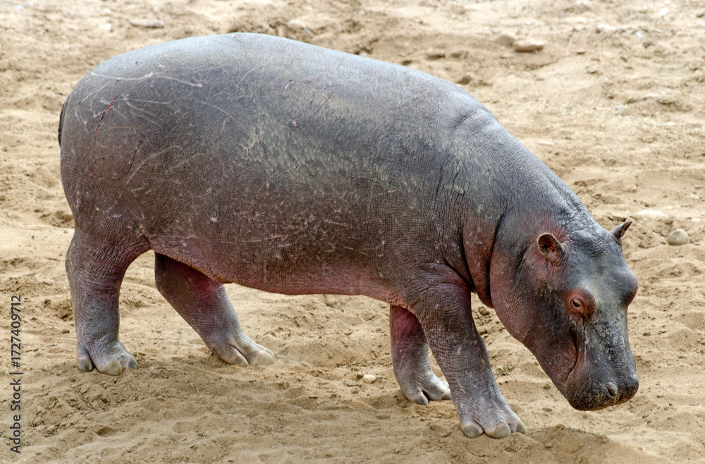 Fototapeta premium hippopotame, hippopotamus amphibius, Réserve de Masai Mara, Afrique