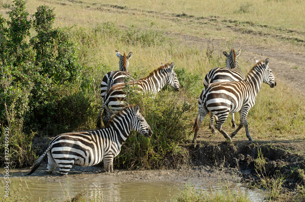 Naklejka premium zébre de Grant, equus burchelli granti, savane, Réserve Masai Mara, Kenya