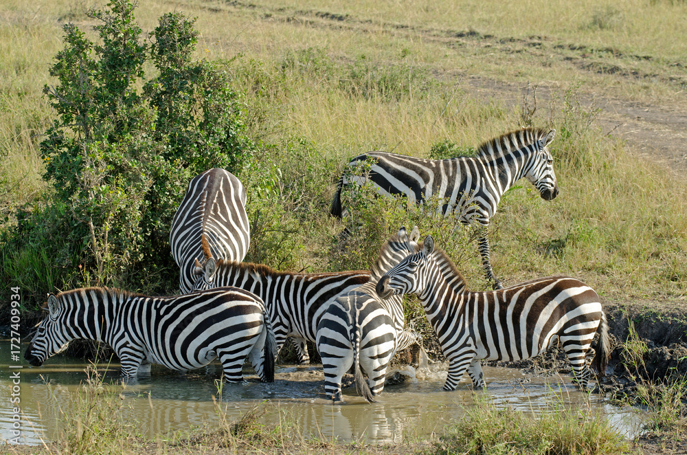 Obraz premium zébre de Grant, equus burchelli granti, savane, Réserve Masai Mara, Kenya