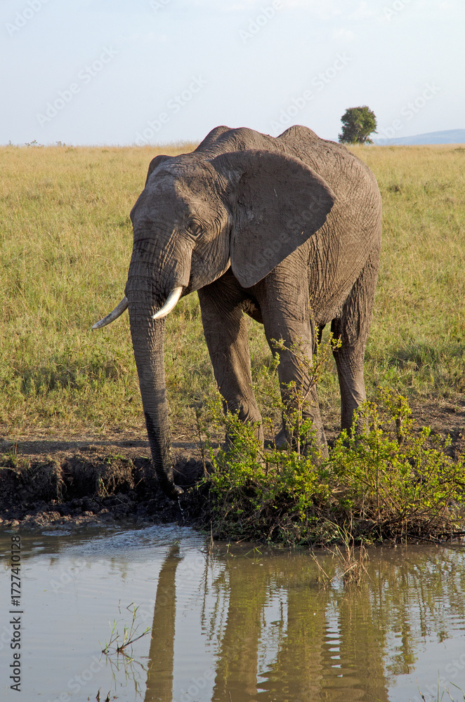 Obraz premium éléphant d'Afrique, loxodonta africana, savane, Réserve de Masai Mara, Kenya