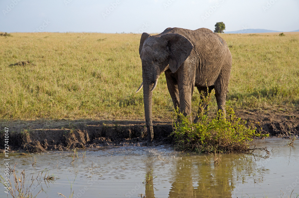 Obraz premium éléphant d'Afrique, loxodonta africana, savane, Réserve de Masai Mara, Kenya