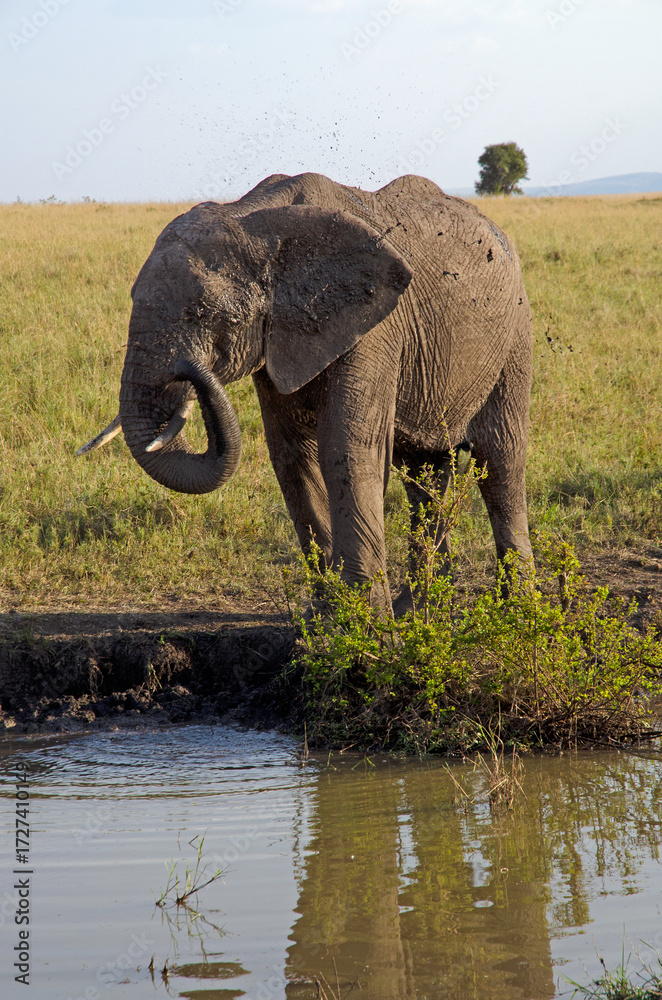 Fototapeta premium éléphant d'Afrique, loxodonta africana, savane, Réserve de Masai Mara, Kenya