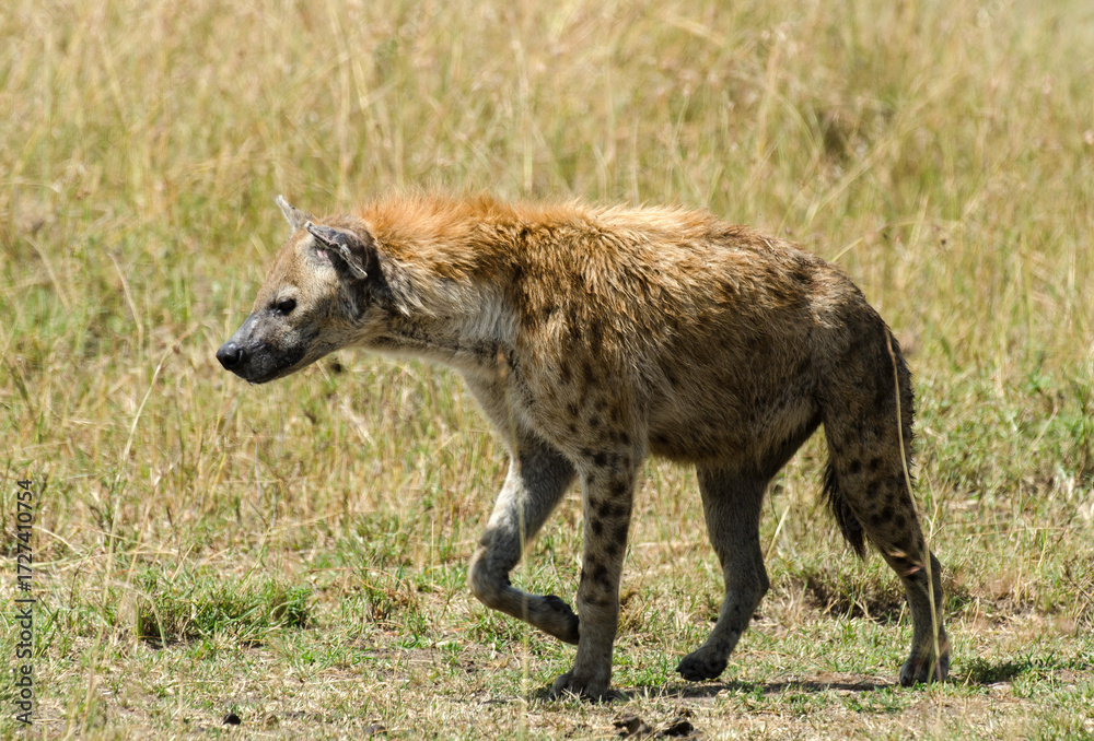 Fototapeta premium Hyène tachetée, Crocuta crocuta, Afrique de l'Est