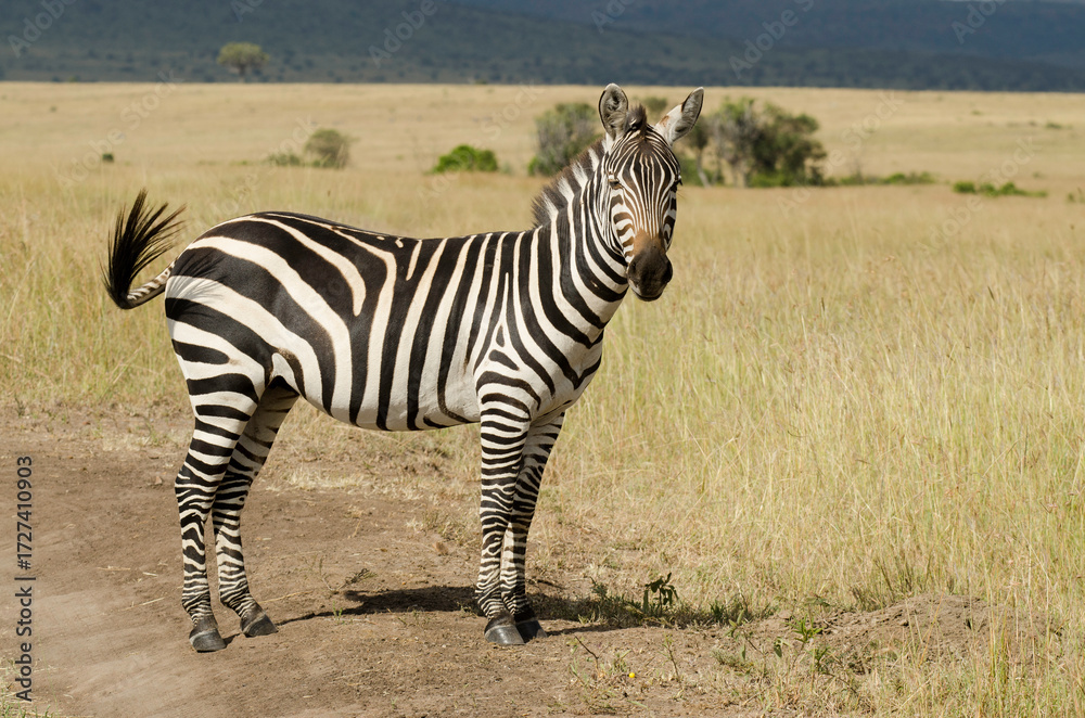 Naklejka premium Zèbre de Grant, Equus burchelli grant, Réserve de Masai Mara, Kenya