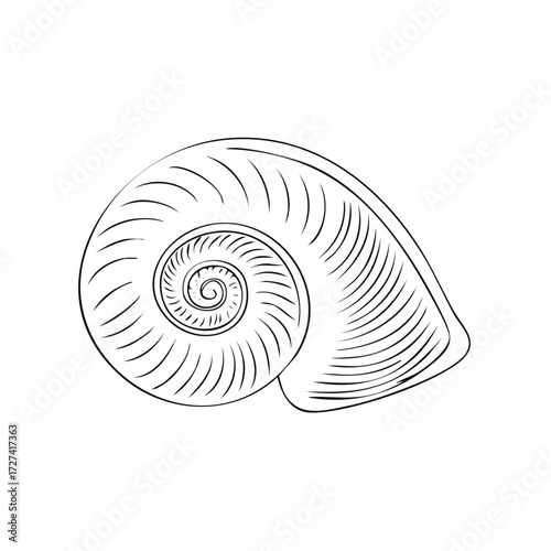 Detailed Monochrome Outline Drawing of a Swirling Nautilus Shell Spiral Pattern