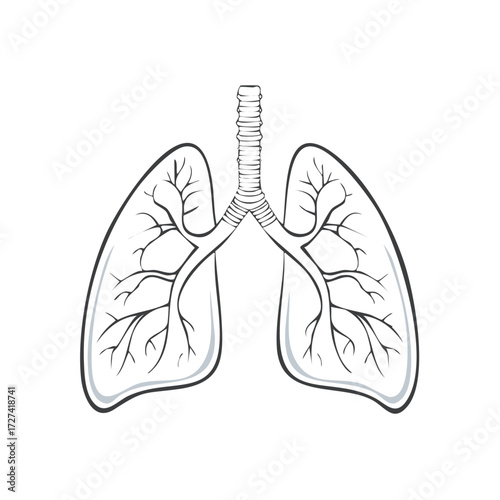 Anatomical illustration of human lungs and trachea, detailed medical drawing, respiratory system