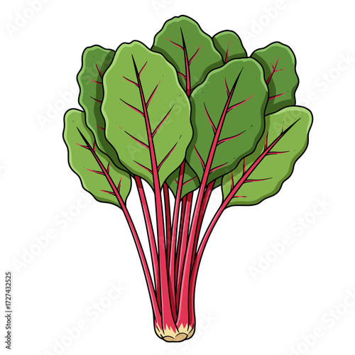 chard, swiss, vegetable, leafy, greens, clipart, illustration, food, nutrition, healthy, fresh, organic, bundle, leaves, red, stem, garden, produce, cooking, raw, edible, harvest, farm, plant, kitchen