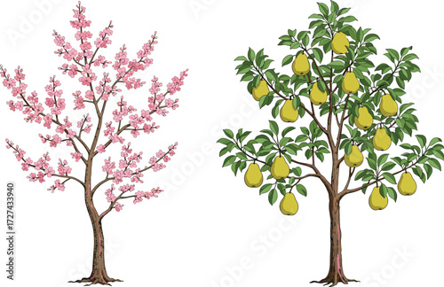 Cherry blossom tree with pink flowers beside pear tree full of green leaves and ripe yellow fruits, nature growth contrast illustration