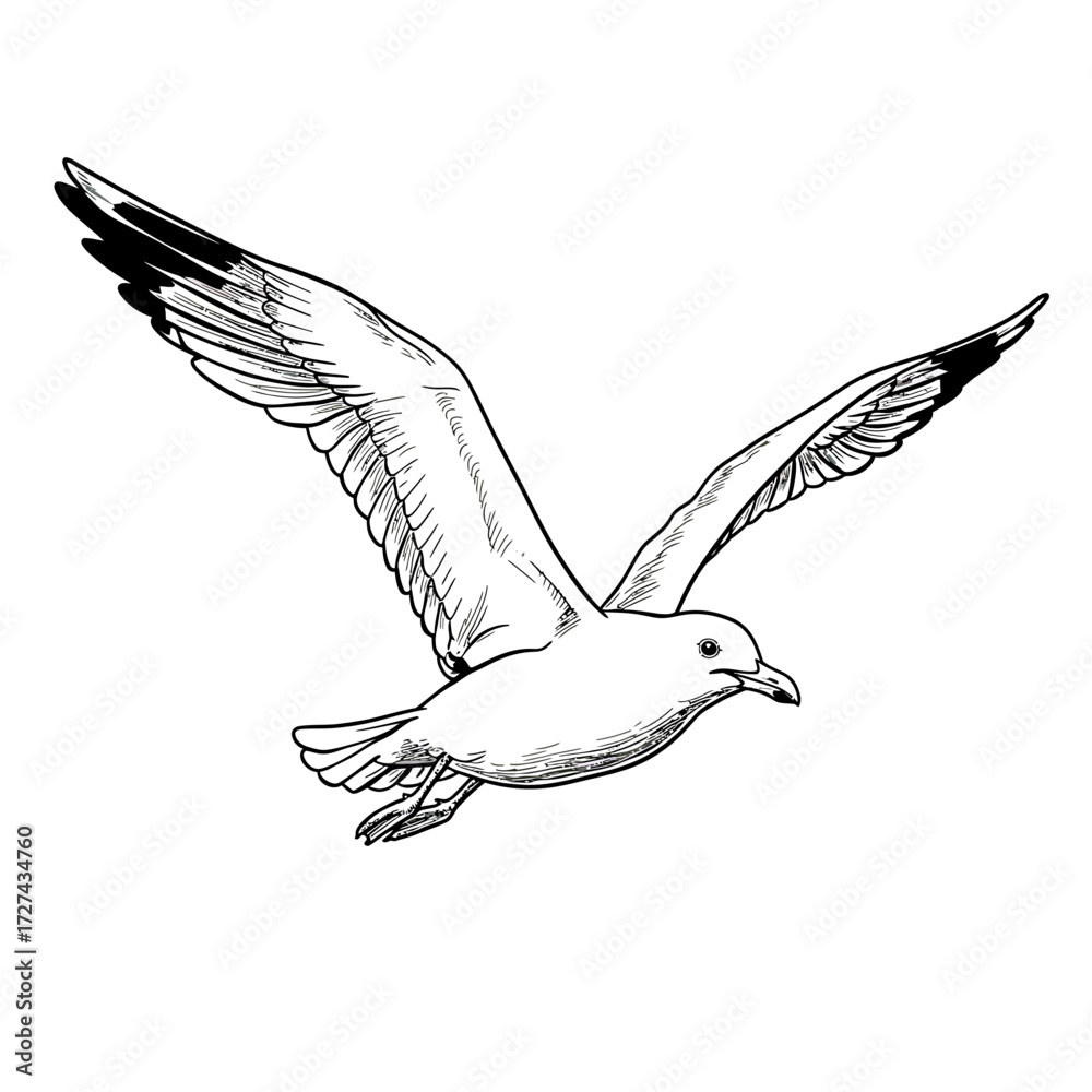 Fototapeta premium seagull, bird, flying, drawing, lineart, illustration, wings, feathers, flight, ocean, sky, animal, realistic, nature, coastal, marine, wildlife, freedom, outline, sketch, printable, coloring, white, 