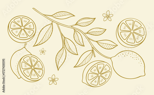 Lemon branch with fruits and flowers, handdrawn sketch