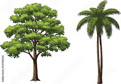 Palm tree, deciduous tree, tropical foliage, tree comparison, landscape design, nature contrast, botanical study, tree silhouette, green canopy, plant diversity