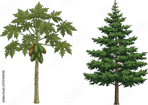 Papaya tree, conifer tree, tropical fruit, evergreen forest, nature contrast, tree comparison, foliage diversity, agriculture, botany, climate zones, plant species, fruit tree, needle leaves,