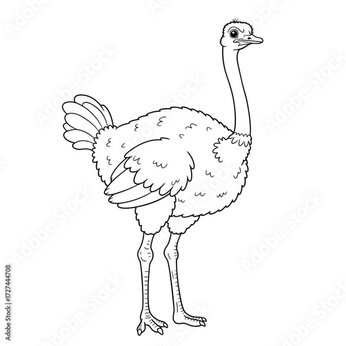 ostrich, coloring, bird, flightless, animal, kids, outline, drawing, printable, sketch, wildlife, feathers, nature, zoo, tall, legs, beak, wings, cartoon, Africa, run, fast, species, black, white, art