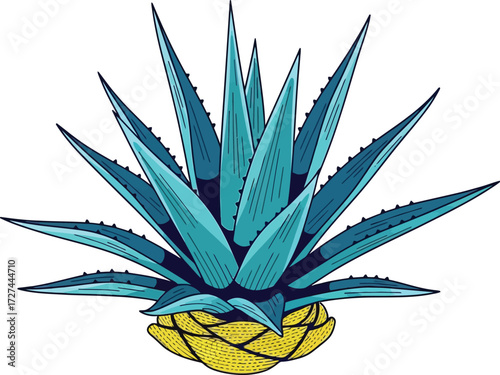 vector illustration of aloe vera
