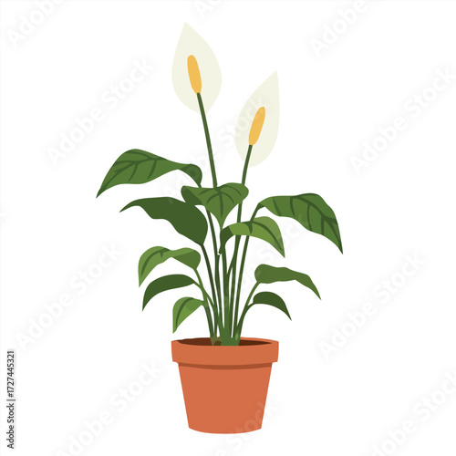 Elegant peace lily houseplant with blooming white spathe flowers in a terracotta pot, a symbol of nature and tranquility for home decor