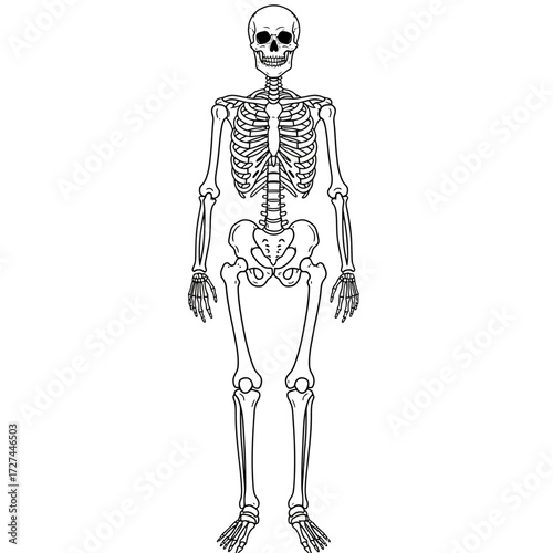 skeleton, human, anatomy, diagram, bones, illustration, body, biology, medical, education, science, structure, skull, ribcage, pelvis, spine, femur, tibia, ulna, radius, clavicle, scapula, vertebrae, 