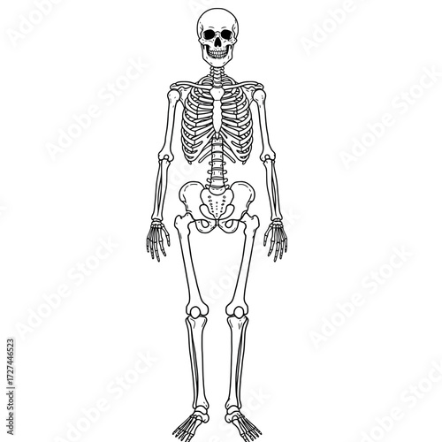 skeleton, human, anatomy, diagram, bones, illustration, body, biology, medical, education, science, structure, skull, ribcage, pelvis, spine, femur, tibia, ulna, radius, clavicle, scapula, vertebrae, 