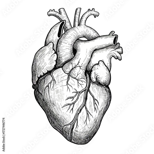 anatomical heart drawing, black and white clip art preview