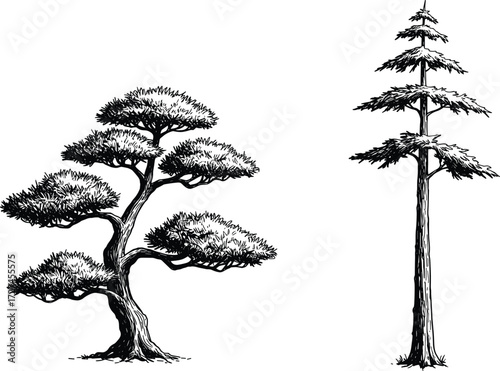 Stylized tree illustration, black and white artwork, bonsai silhouette, pine tree drawing, nature contrast, botanical sketch, minimal forest design
