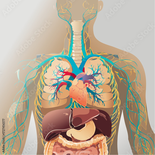 internal human organs