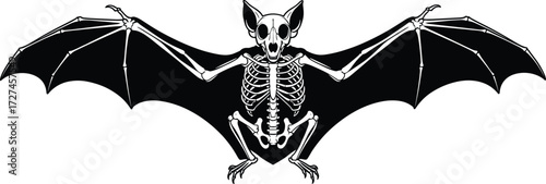 Anatomical bat skeleton illustration with extended wings, detailed bones, skull, ribcage, spine, zoology biology vector drawing for scientific education