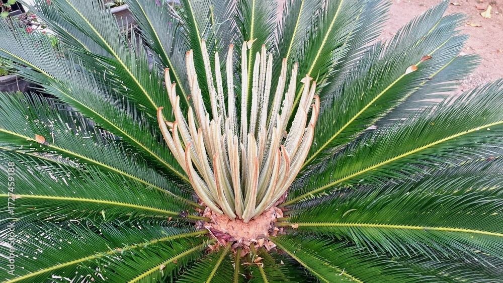 Fototapeta premium Tropical Plant Foliage Texture from Cycas Revoluta Palm, Vibrant Green Leaf Lines Ideal for Nature-Themed Stock Images