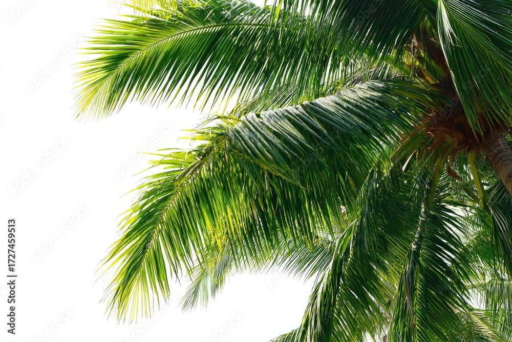 Naklejka premium Close-up of vibrant palm fronds against white background