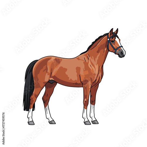 Bay Horse Illustration with White Blaze and Socks Wearing Blue Halter Standing Profile.