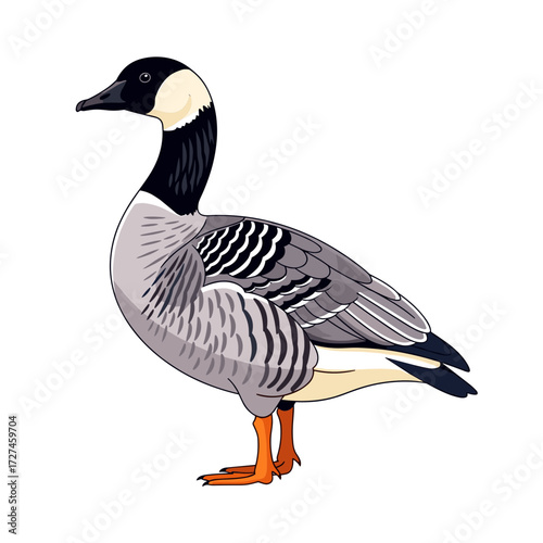 Cartoon Barnacle Goose with Black Head and Gray Feathers Standing.