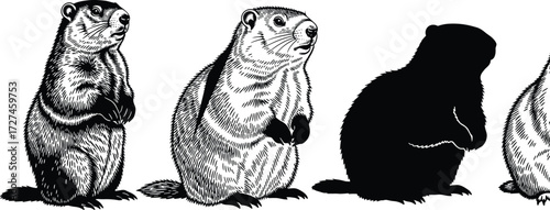 Photos Set of four groundhog vector illustrations in black and white with detailed fur