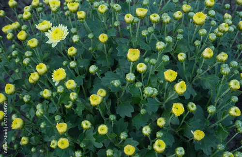 Field of yellow chrysanthemum buds with one blooming flower, fresh green leaves and vibrant natural background, symbol of autumn garden beauty and seasonal floristry.
