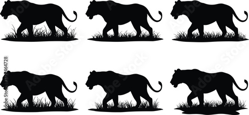 PrintTiger silhouettes walking in jungle grass, wild animal vector illustration, big cat predator artwork, nature wildlife design, majestic feline silhouette 