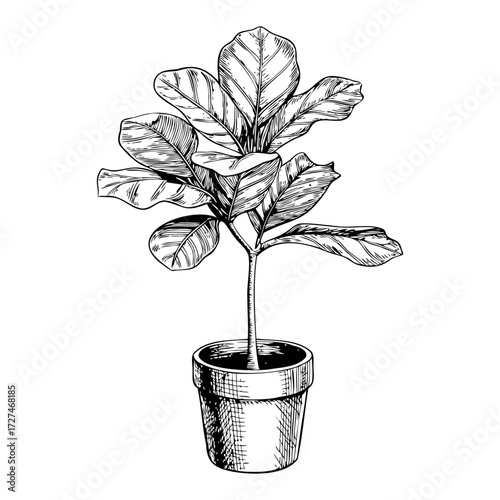 Potted fiddle leaf fig plant illustration in vintage sketch