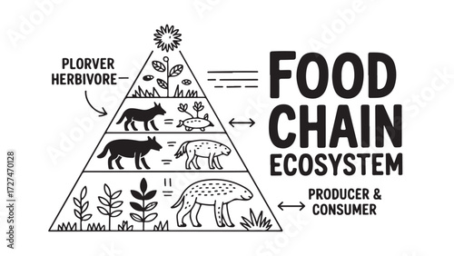 Food chain ecosystem diagram in a pyramid showing producer and consumer relationships vector illustration for educational materials