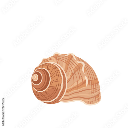 A detailed illustration of a spiral seashell with intricate lines and a warm brown color.