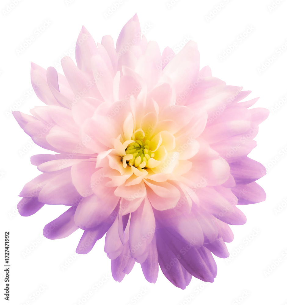 Fototapeta premium Chrysanthemum. . Flower on isolated white background with clipping path without shadows. Close-up. For design. Nature.