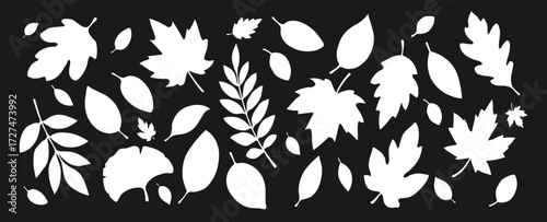A set of silhouettes of autumn leaves of different shapes on a white and black background. A collection of autumn leaves from different trees such as oak, maple, chestnut. Vector EPS 10.
