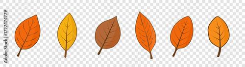 A set of six autumn leaves of different shapes on a transparent background. A collection of colorful autumn leaves from different trees. Vector EPS 10.