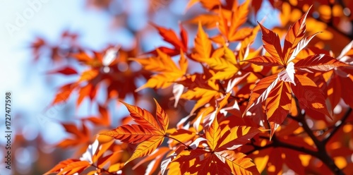 Vibrant autumn leaves overlay, perfect for fall-themed designs. Rich orange and red foliage creates a seasonal header, header, oak, october